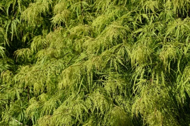 Acero giapponese-'Green-Cascade'.
