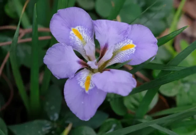 Algerian-iris