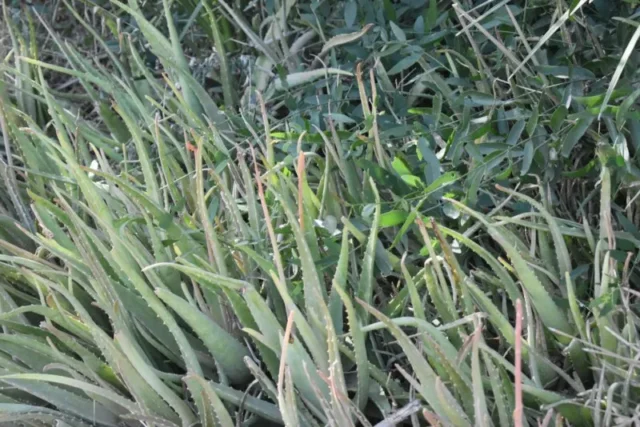 Aloe Rubroviolacea