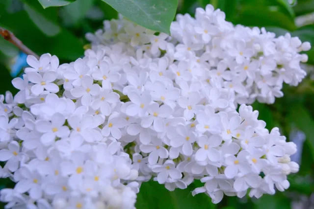 arbusto bianco lilla