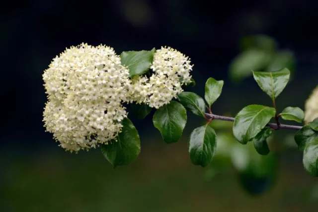 Blackhaw-(Viburnum-prunifolium)