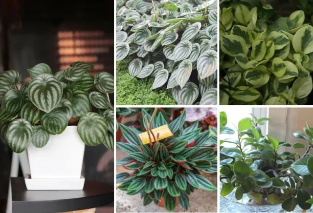 collage di piante di peperomia