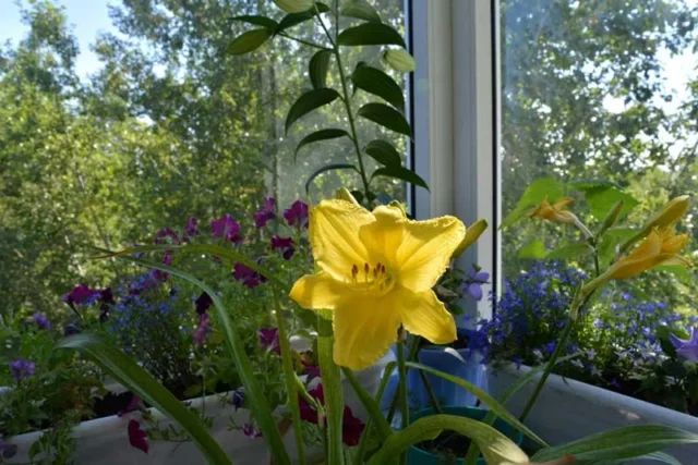 Daylily in contenitore
