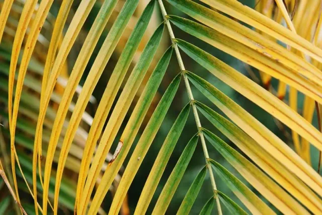 foglie di palma gialla