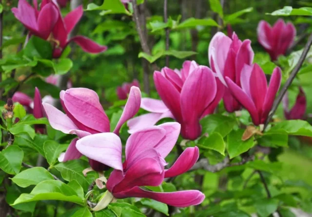 Giglio-Magnolia (Magnolia liliiflora)