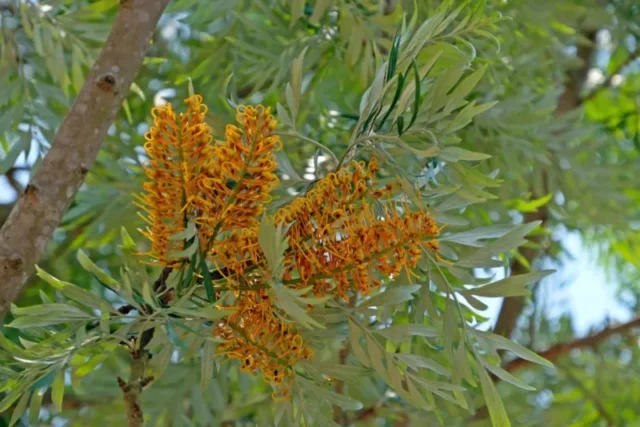 Grevillea-'Silky-Oak', (quercia serica)