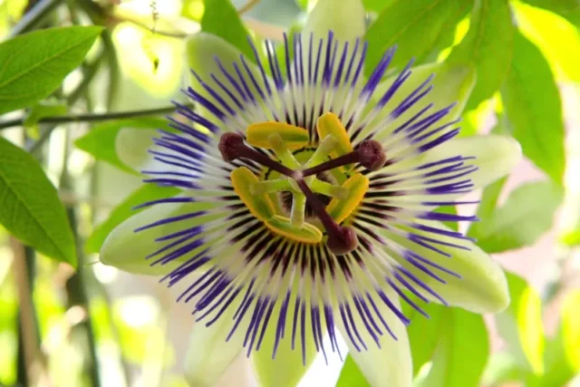 Hardy-Passion-Flower