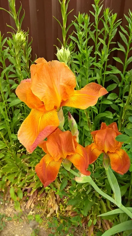 Iris arancione