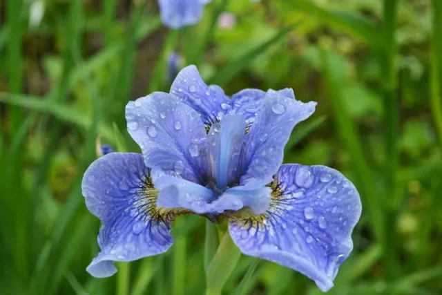Iris barbuto blu