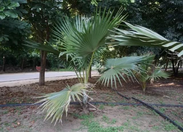 Latania-Palm