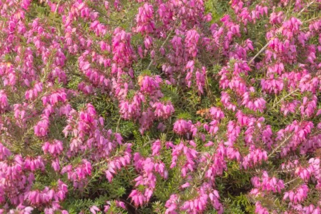 Lustrino rosa (Erica carnea)
