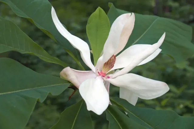 Magnolia a foglia grande (Magnolia macrophylla)