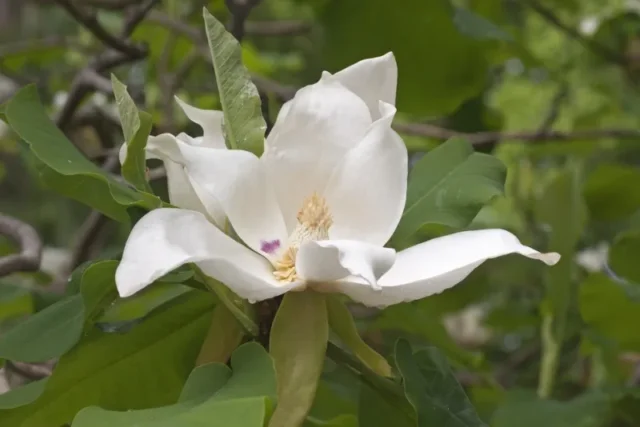 Magnolia cenere (Magnolia ashei)