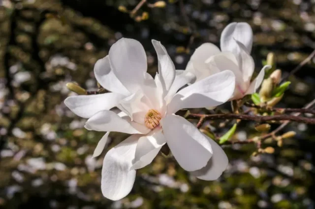 Magnolia Loebner (Magnolia × loebneri)