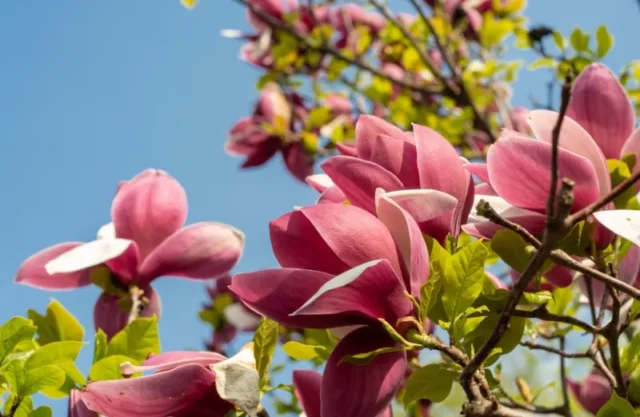 Magnolia stellata (Magnolia stellata)