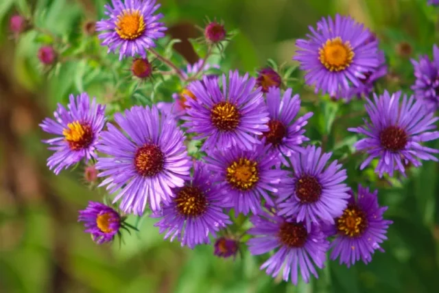 New-England-aster