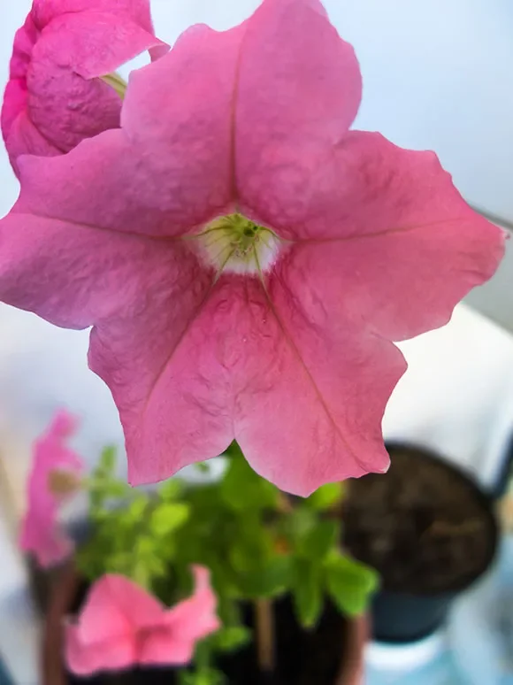 Petunia Prisma