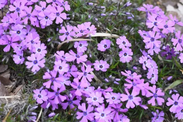 Phlox-subulata-'Purple-Beauty'-(Creeping-Phlox)