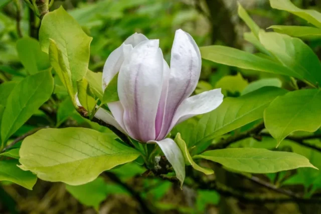 Piattino-Magnolia (Magnolia x soulangiana)