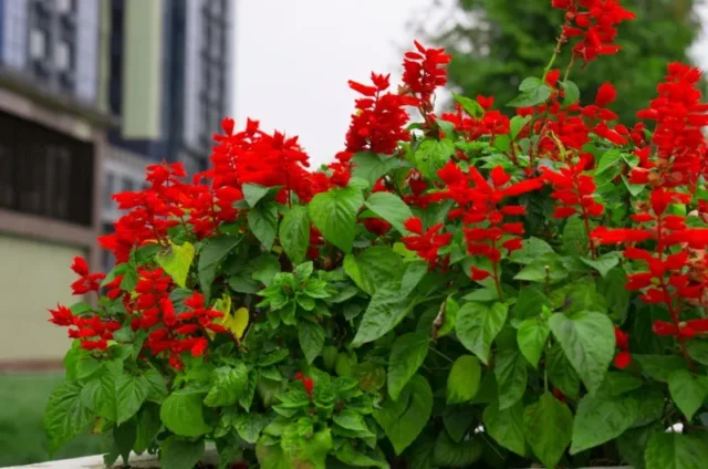 Red-Salvia