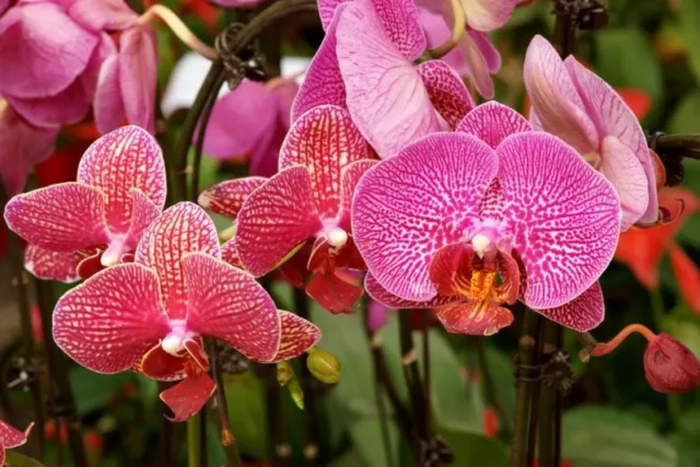 Tarma-Orchidea