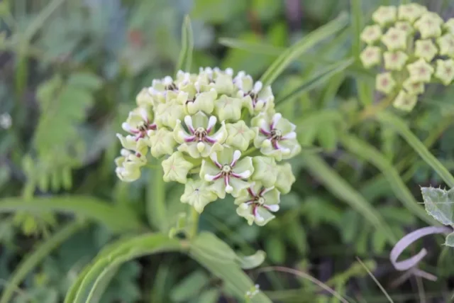 Texas-milkweed