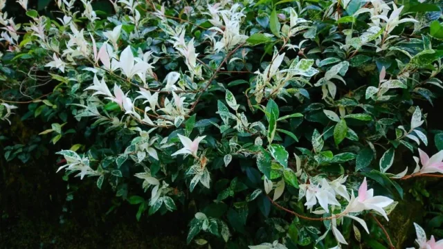Trachelospermum-asiaticum-(Gelsomino delle stelle asiatiche)