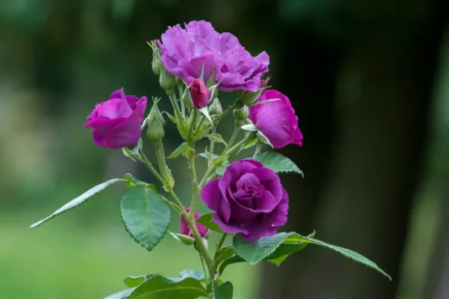 Viola-Vining-Rose