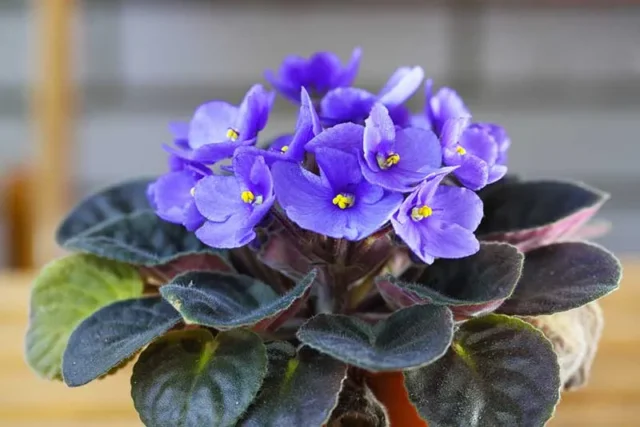 violetta africana pianta