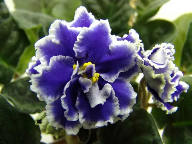 Violetta africana Vicomte