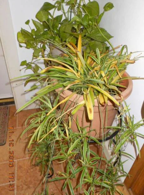 yellow-leaves-spider-plant